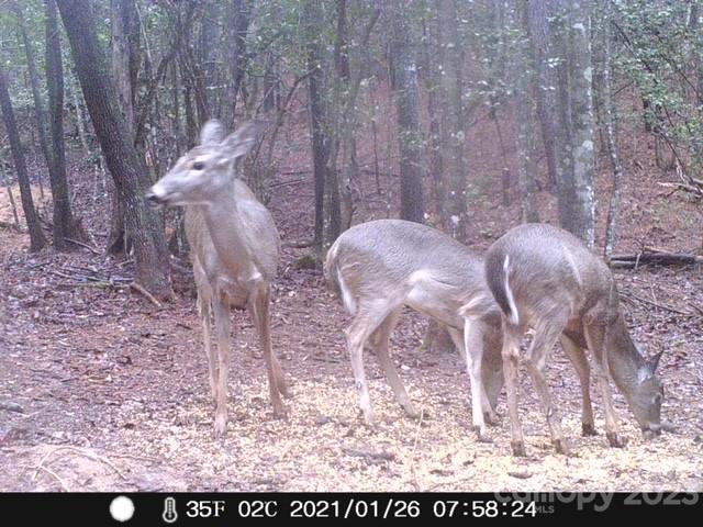 6234 Adako Road Lenoir, NC 28645 - Photo 16 of 31 Gallery Image 16