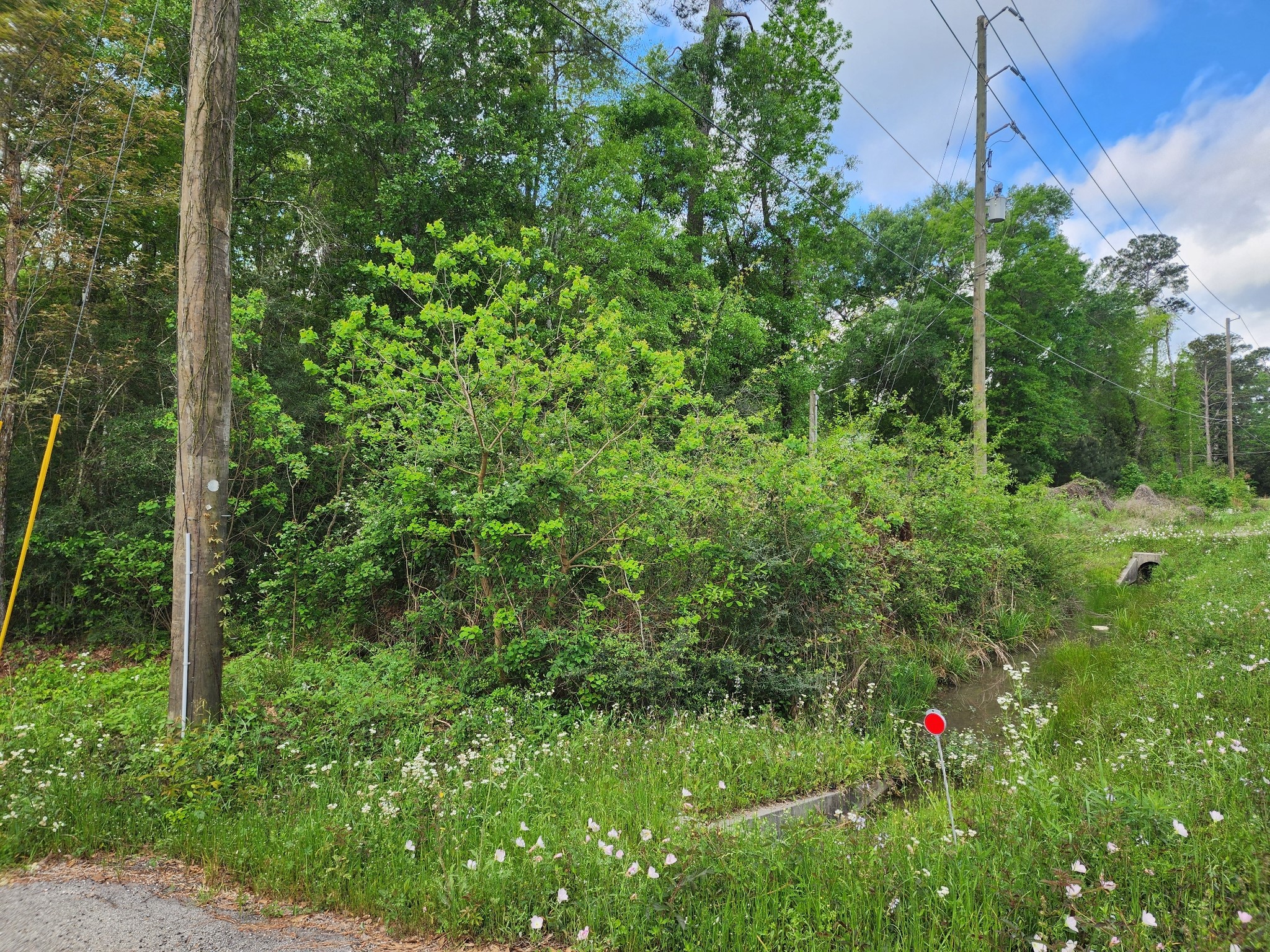 27540 Fm 2090 Splendora, TX 77372 - Photo 5 of 9 a view of a lush green forest