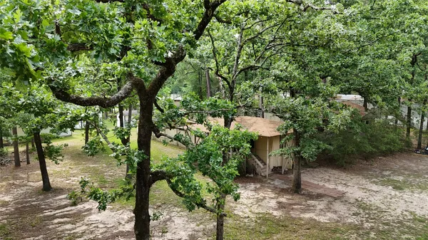 a view of a yard with plants and a large tree