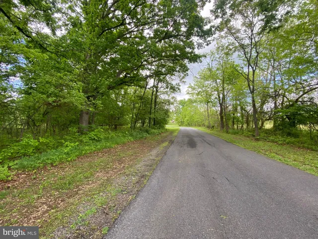 a view of a lush green forest
