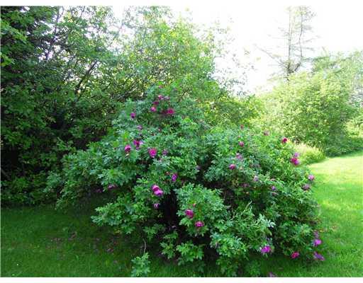 182 Roque Bluffs Road Jonesboro, ME 04648 - Photo 22 of 25 Other. Lovely old roses in June