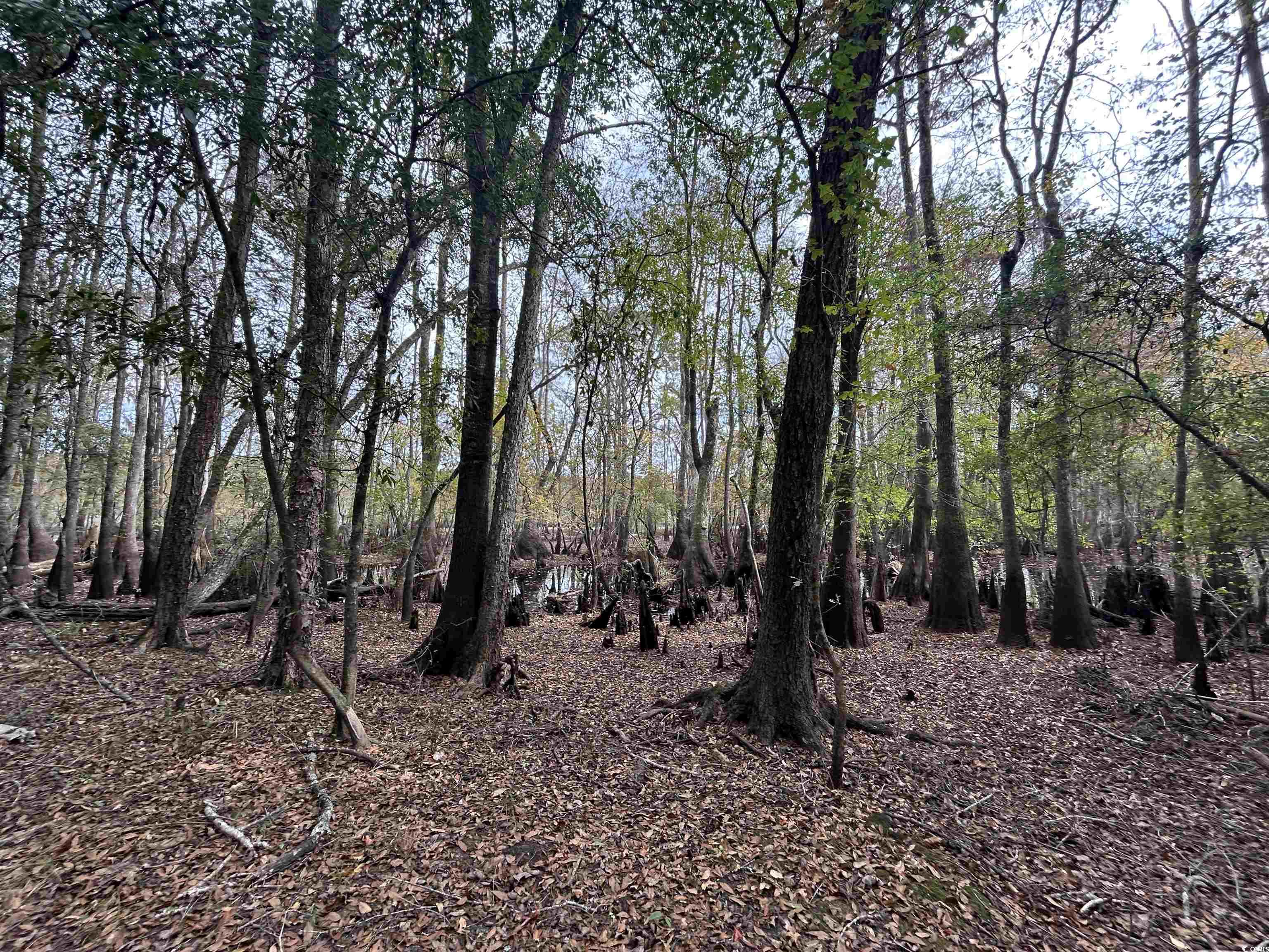 Tbd Channel View Loop Mullins, SC 29574 - Photo 15 of 20 View of nature