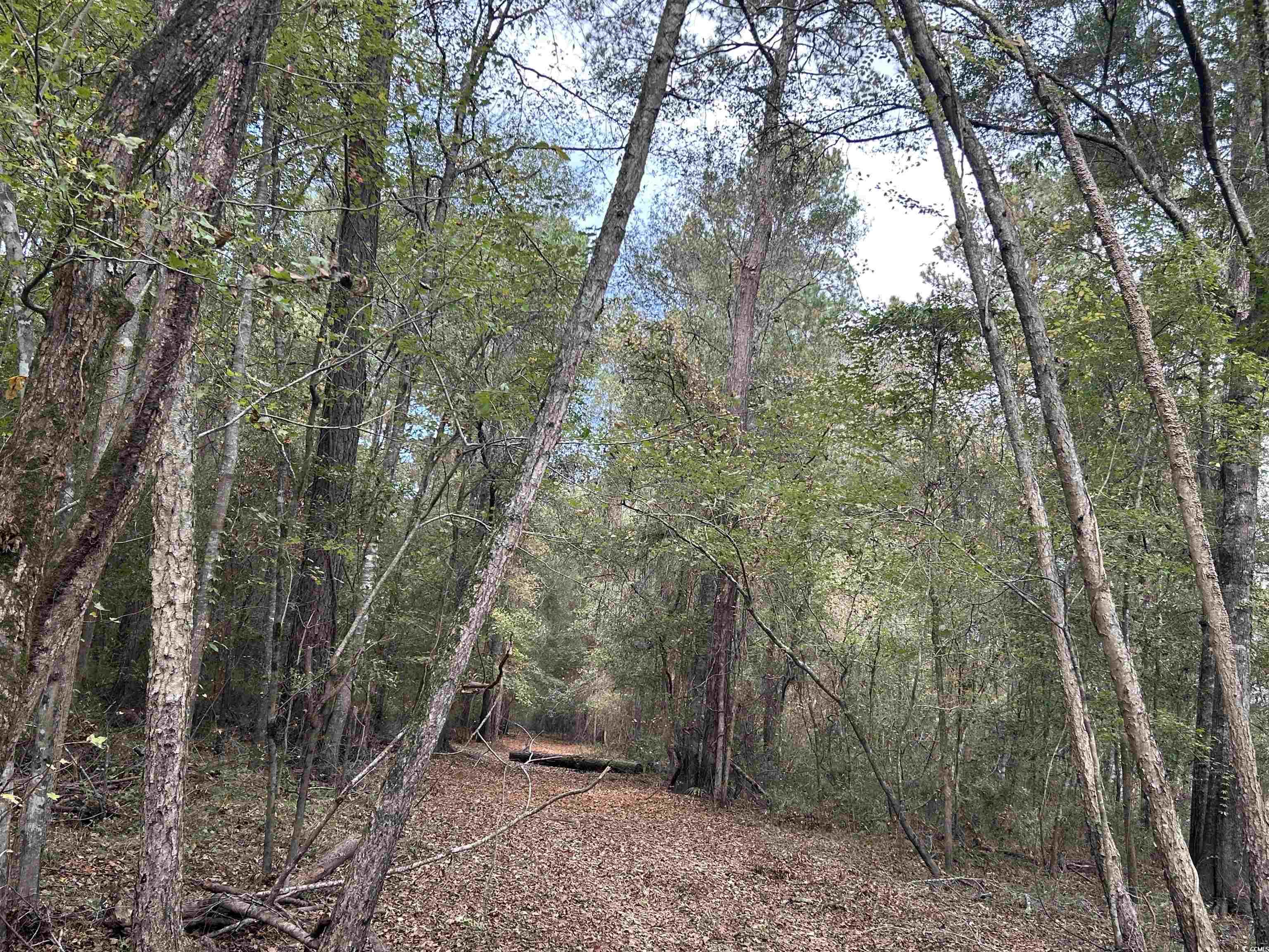 Tbd Channel View Loop Mullins, SC 29574 - Photo 18 of 20 View of nature