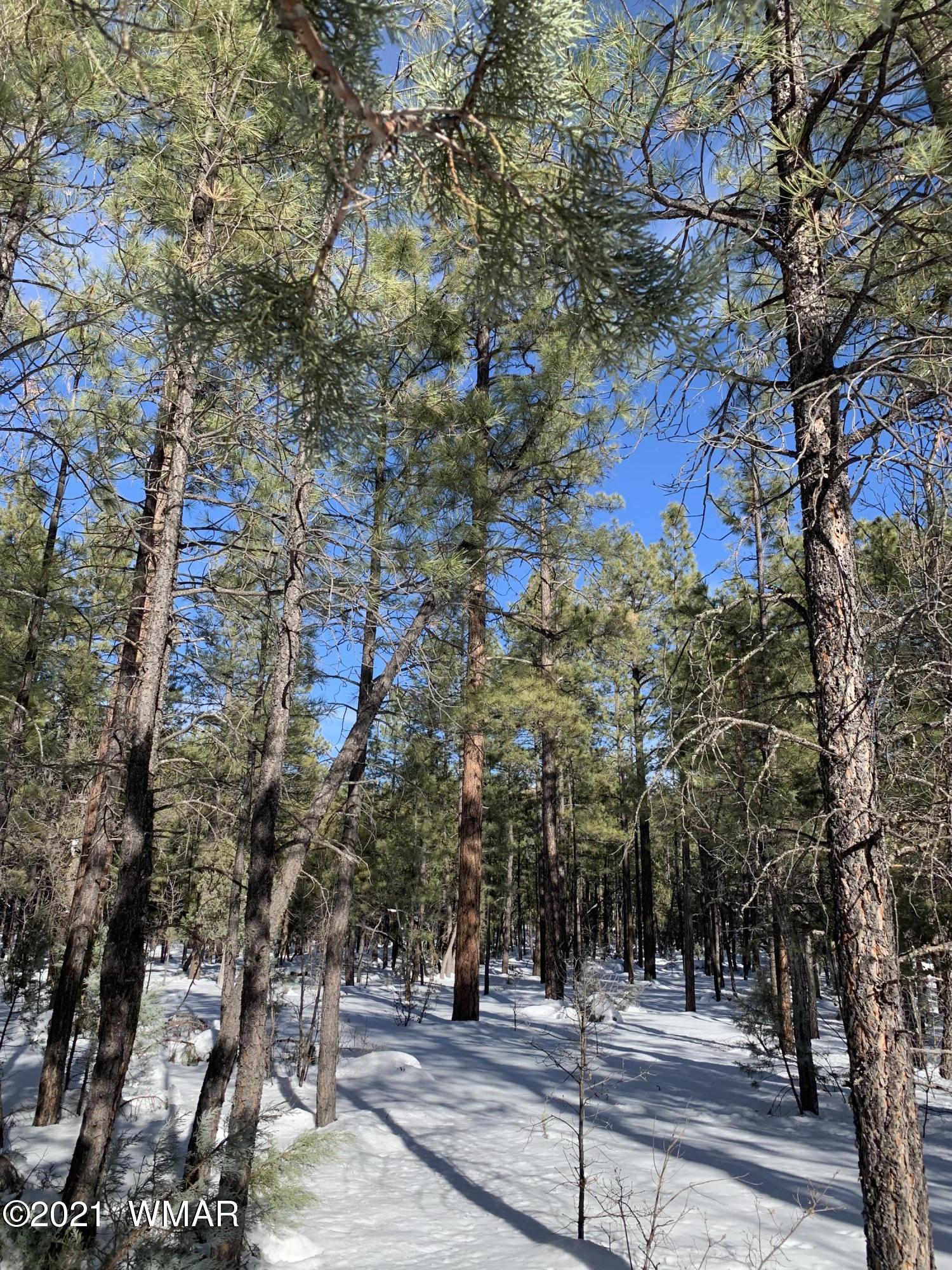 Tbd Tbd 212-45-026a Rim Spur Lakeside, AZ 85929 - Photo 5 of 16