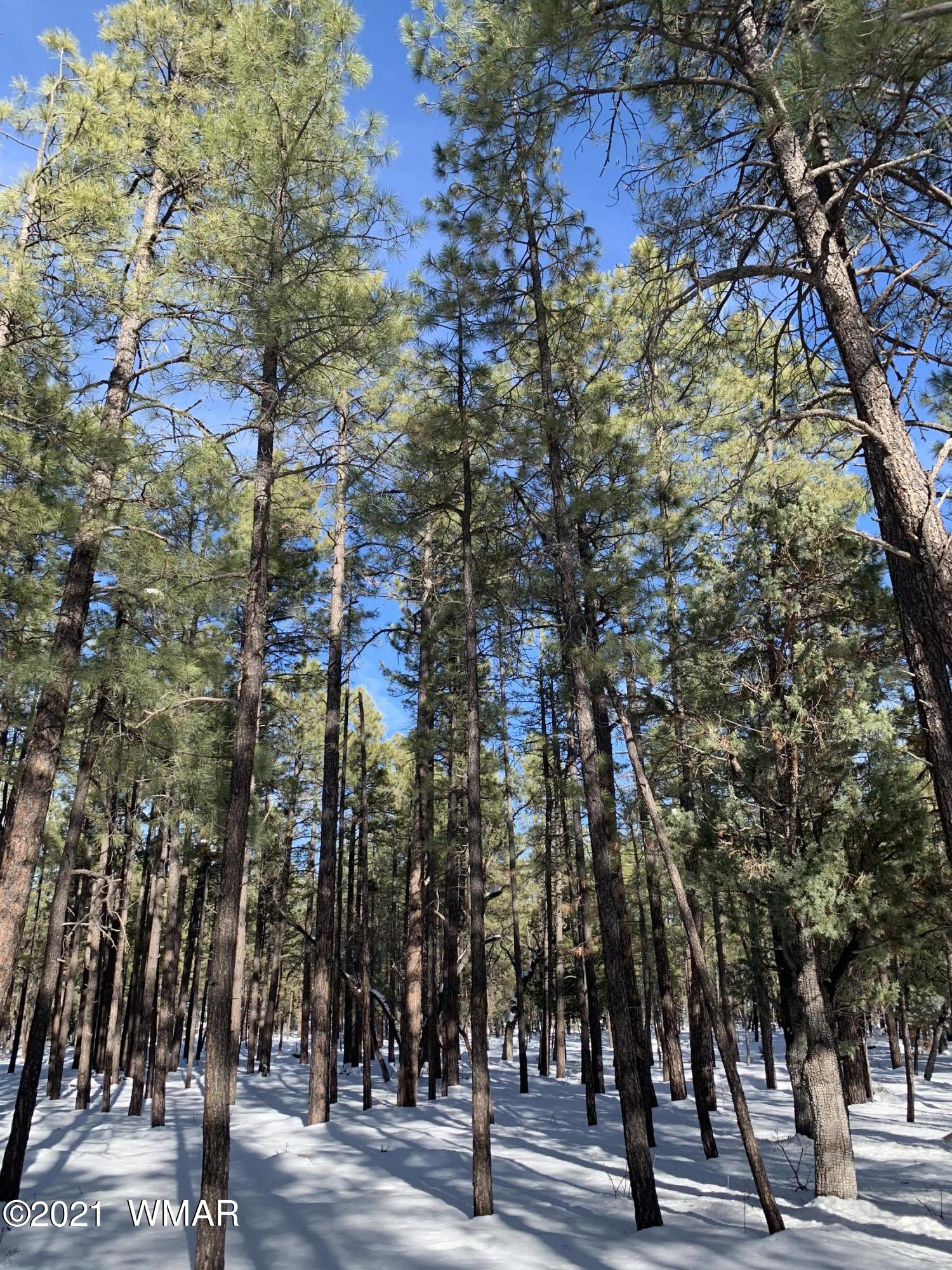 Tbd Tbd 212-45-026a Rim Spur Lakeside, AZ 85929 - Photo 8 of 16