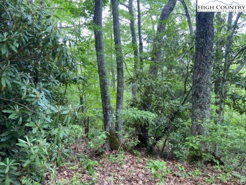 Lot 12 Snowridge Road Banner Elk, NC 28604 - Photo 3 of 5 Gallery Image 3