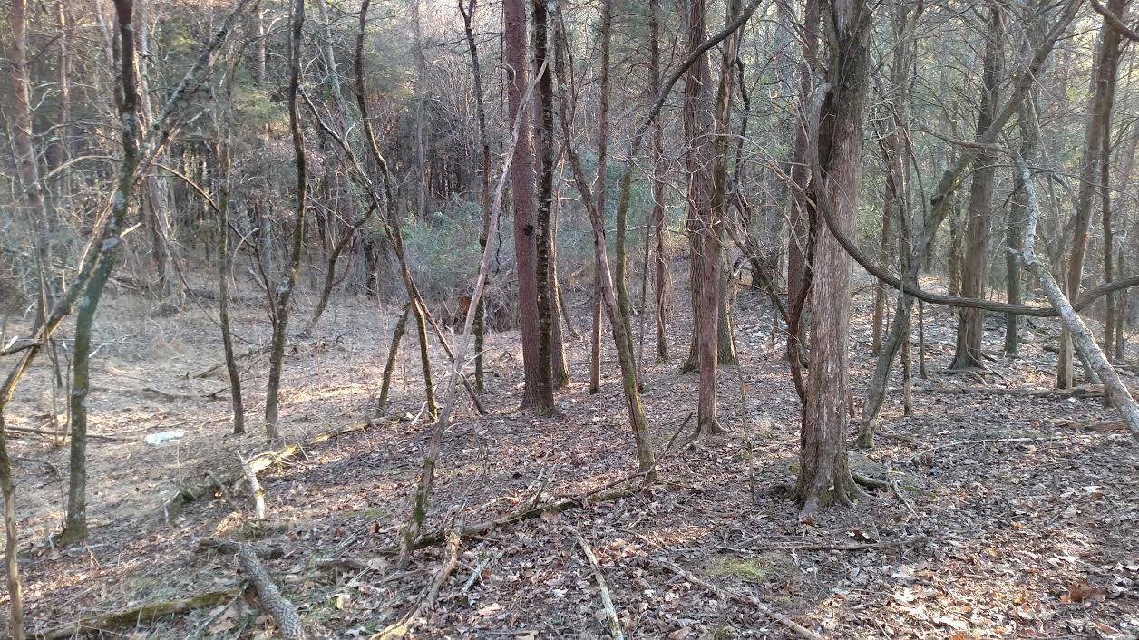 2598 Inman Bend Road Morristown, TN 37814 - Photo 3 of 8 Woods
