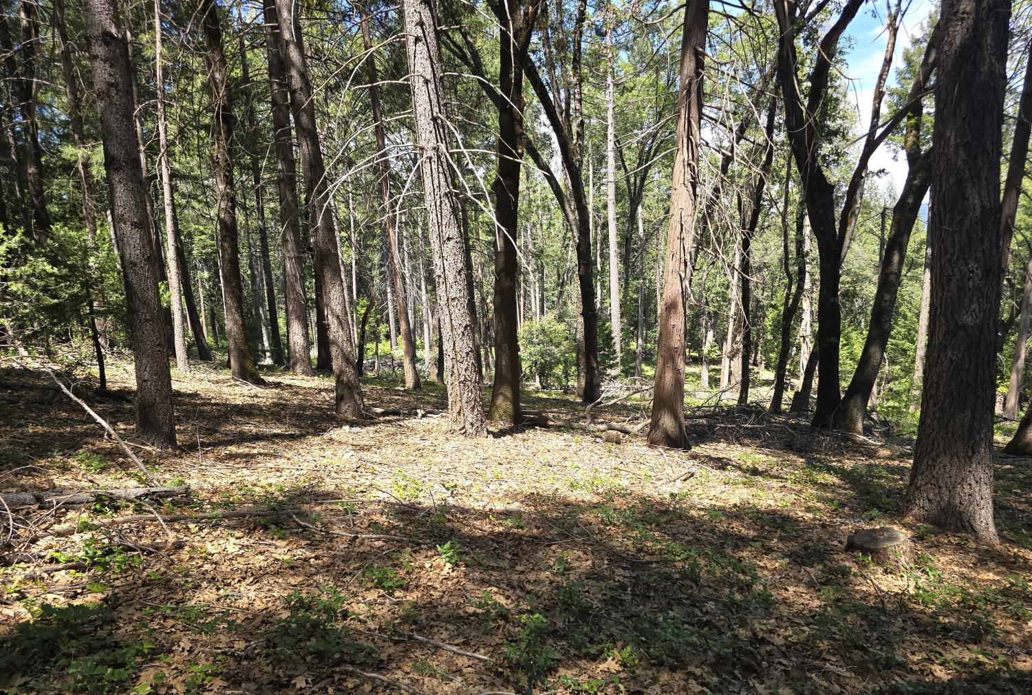 14599 Tumbling Creek Road Grass Valley, CA 95945 - Photo 2 of 9 a backyard of a house with lots of green space
