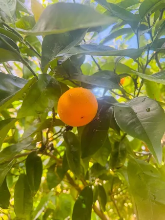 $2,998,000 | 1102 Blue Lake Square, Mountain View, CA 94040