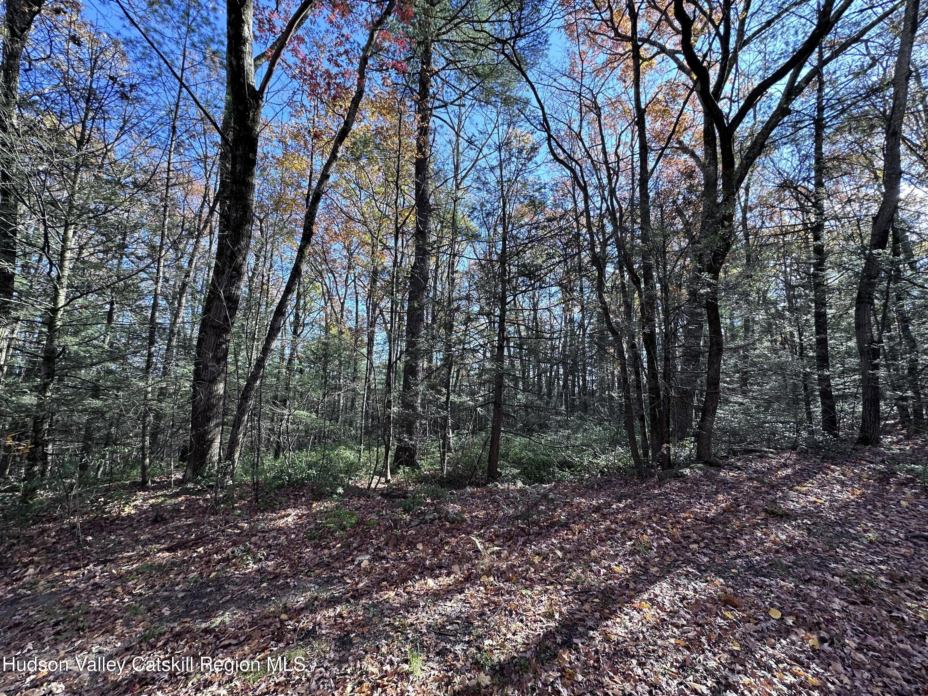 a view of a forest with trees in the background