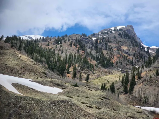 a view of a dry yard with trees