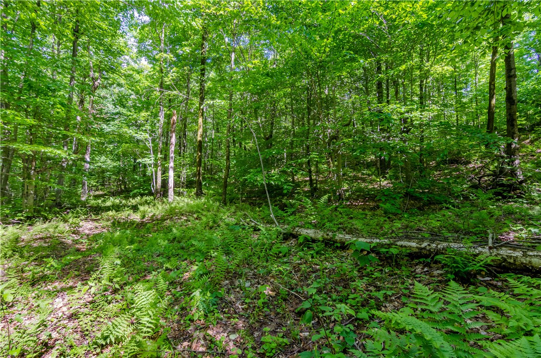 0 Olive Whitbeck Road Franklin, NY 13775 - Photo 1 of 1