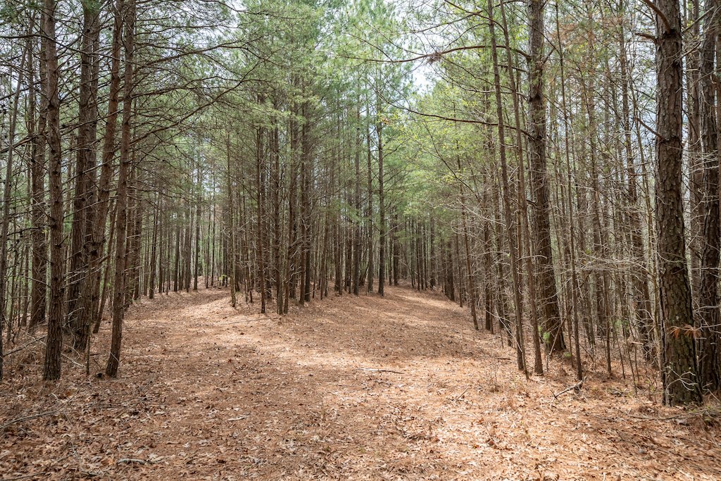 824-830 Banks Road Ellijay, GA 30540 - Photo 4 of 17 Gallery Image 4