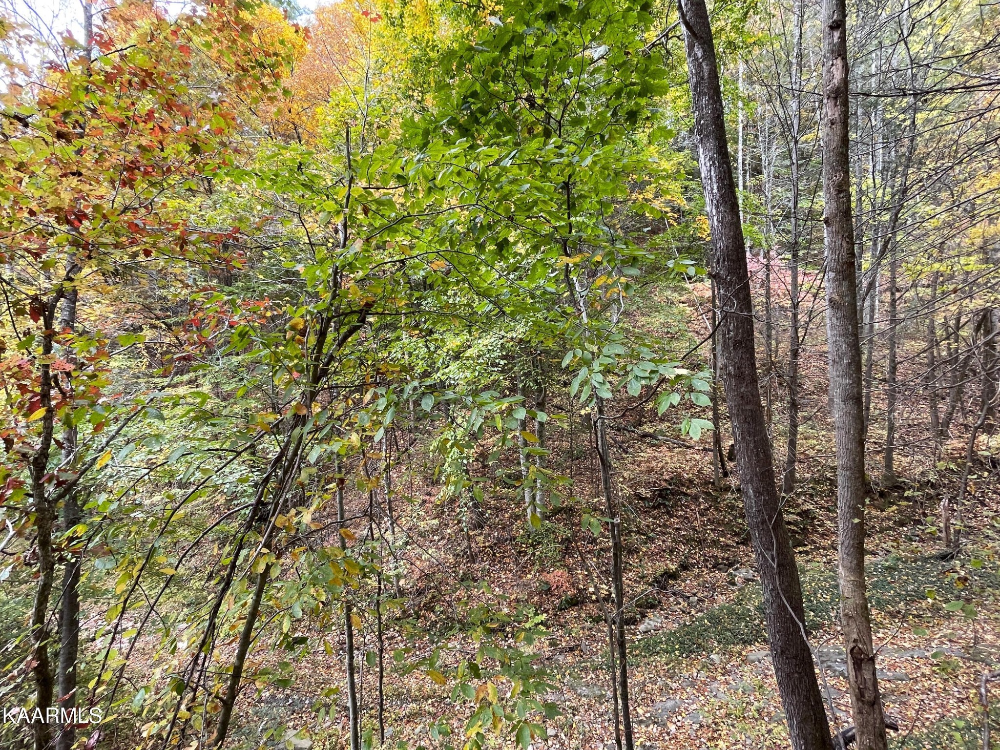 0 Grindstaff Road Hartford, TN 37753 - Photo 10 of 17 Gallery Image 10