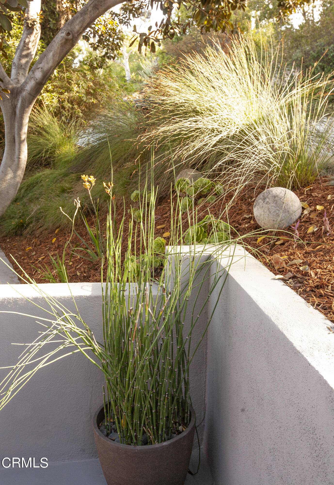 329 Redwood Drive Pasadena, CA 91105 - Photo 27 of 32 a view of a plant in a garden