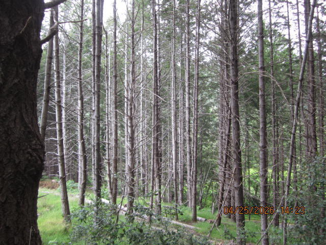 313 Ridge Road Shelter Cove, CA 95589 - Photo 16 of 20