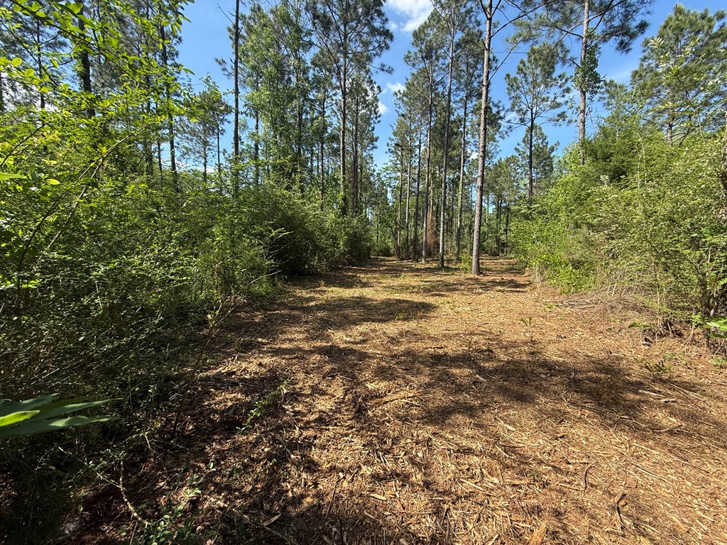 Lot 3 County Road Slocomb, AL 36375 - Photo 14 of 18