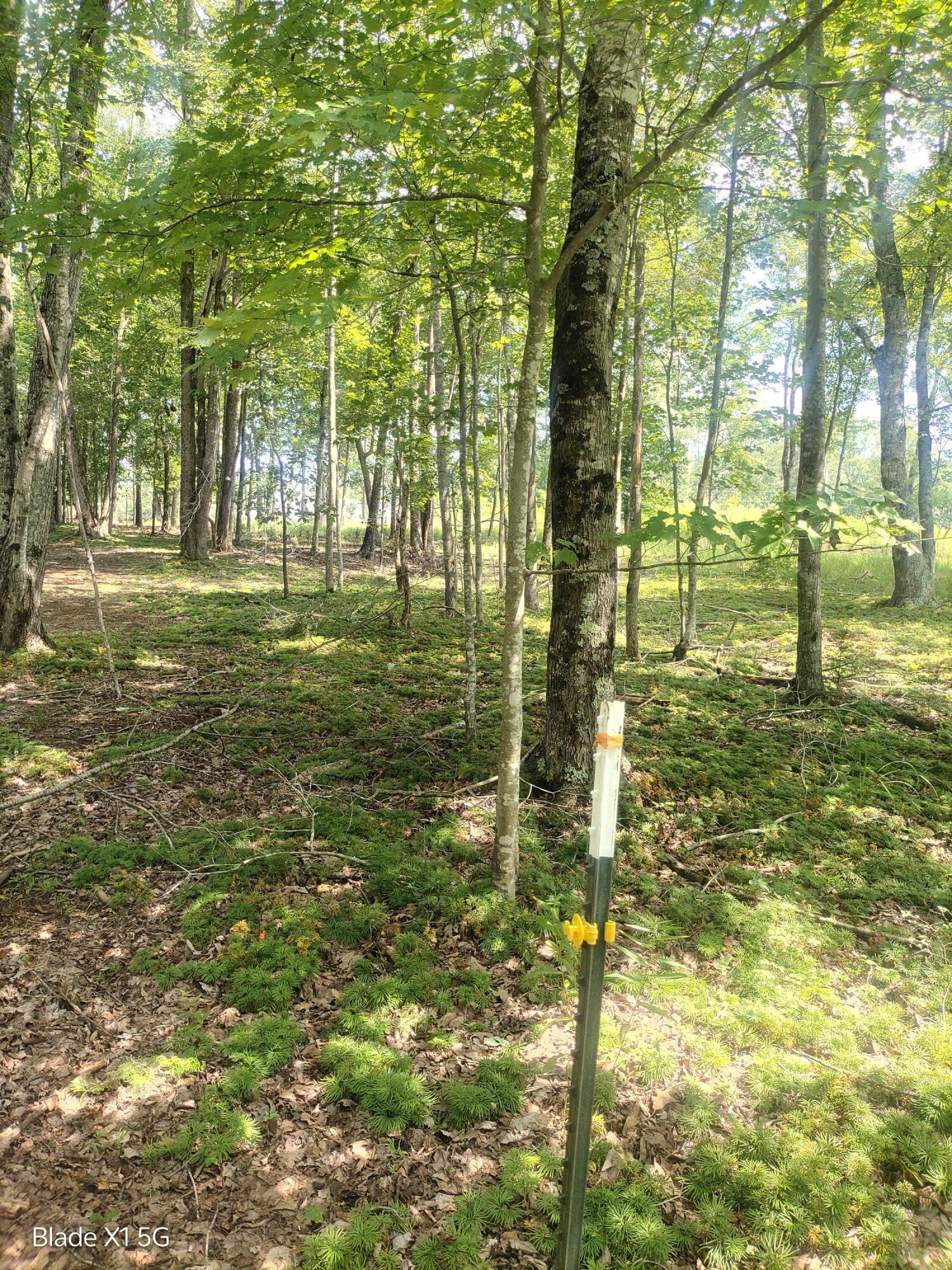 Lot 22 Jefferson Dock Road Penhook, VA 24137 - Photo 13 of 20 a view of yard