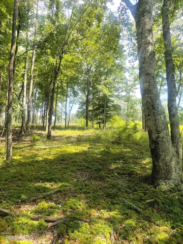 a view of a forest with trees in the background