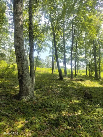 a view of a yard with a fountain
