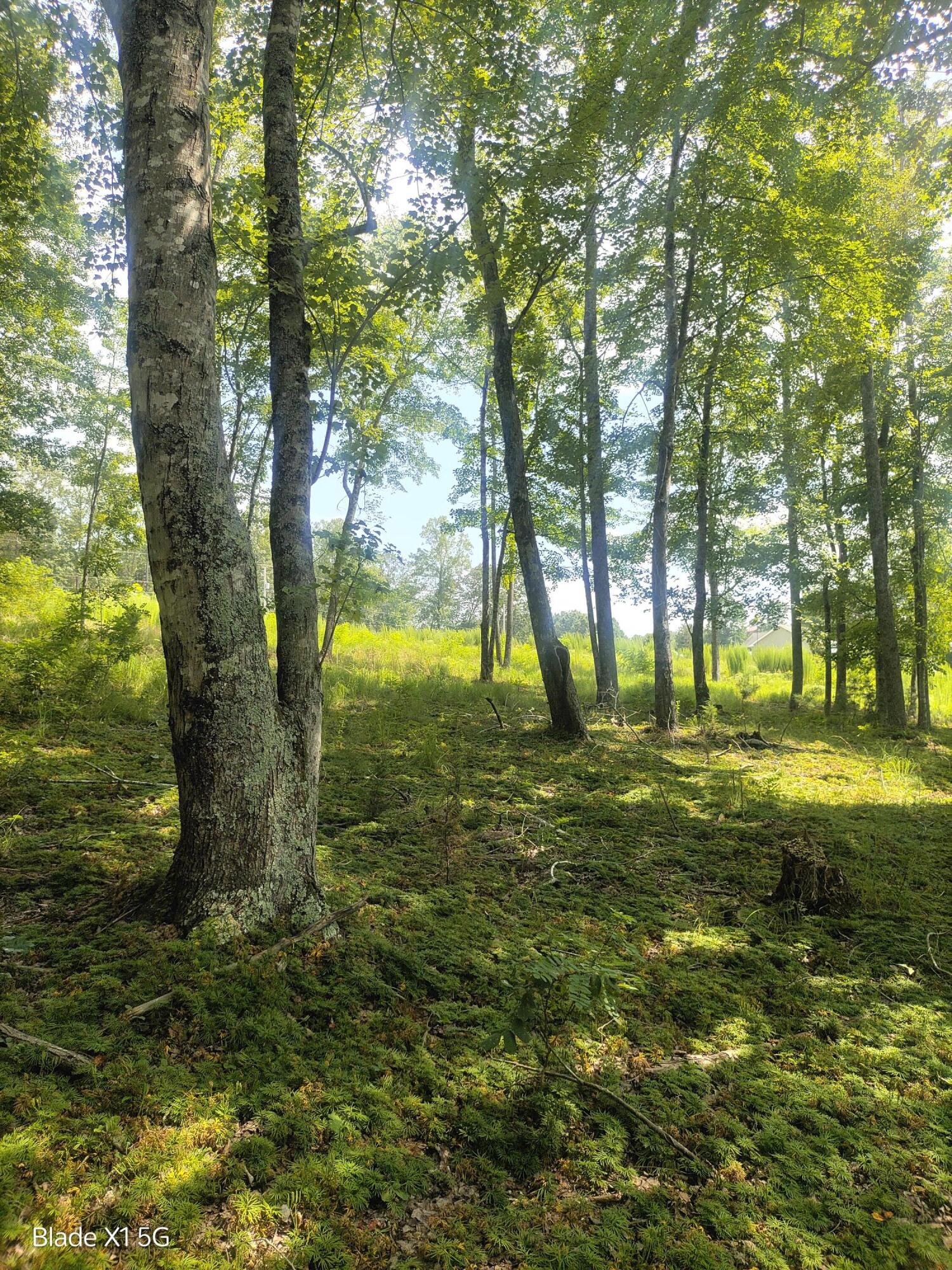Lot 22 Jefferson Dock Road Penhook, VA 24137 - Photo 17 of 20 a view of yard with trees