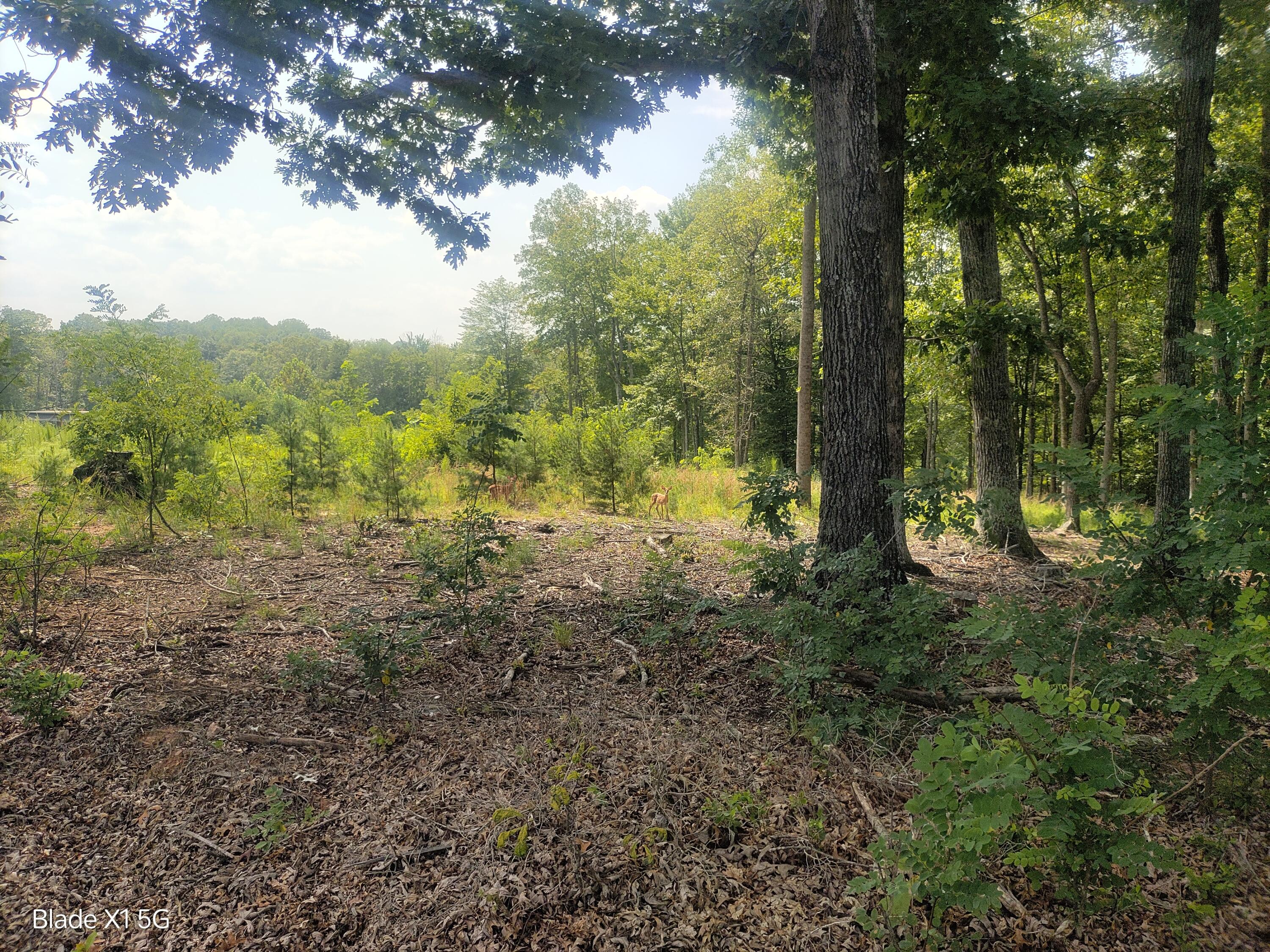 Lot 22 Jefferson Dock Road Penhook, VA 24137 - Photo 18 of 20 a view of a forest with trees in the background