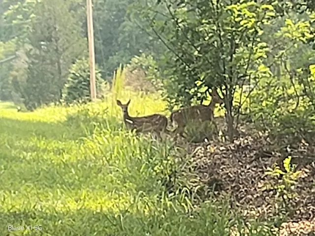 a view of a yard with large trees
