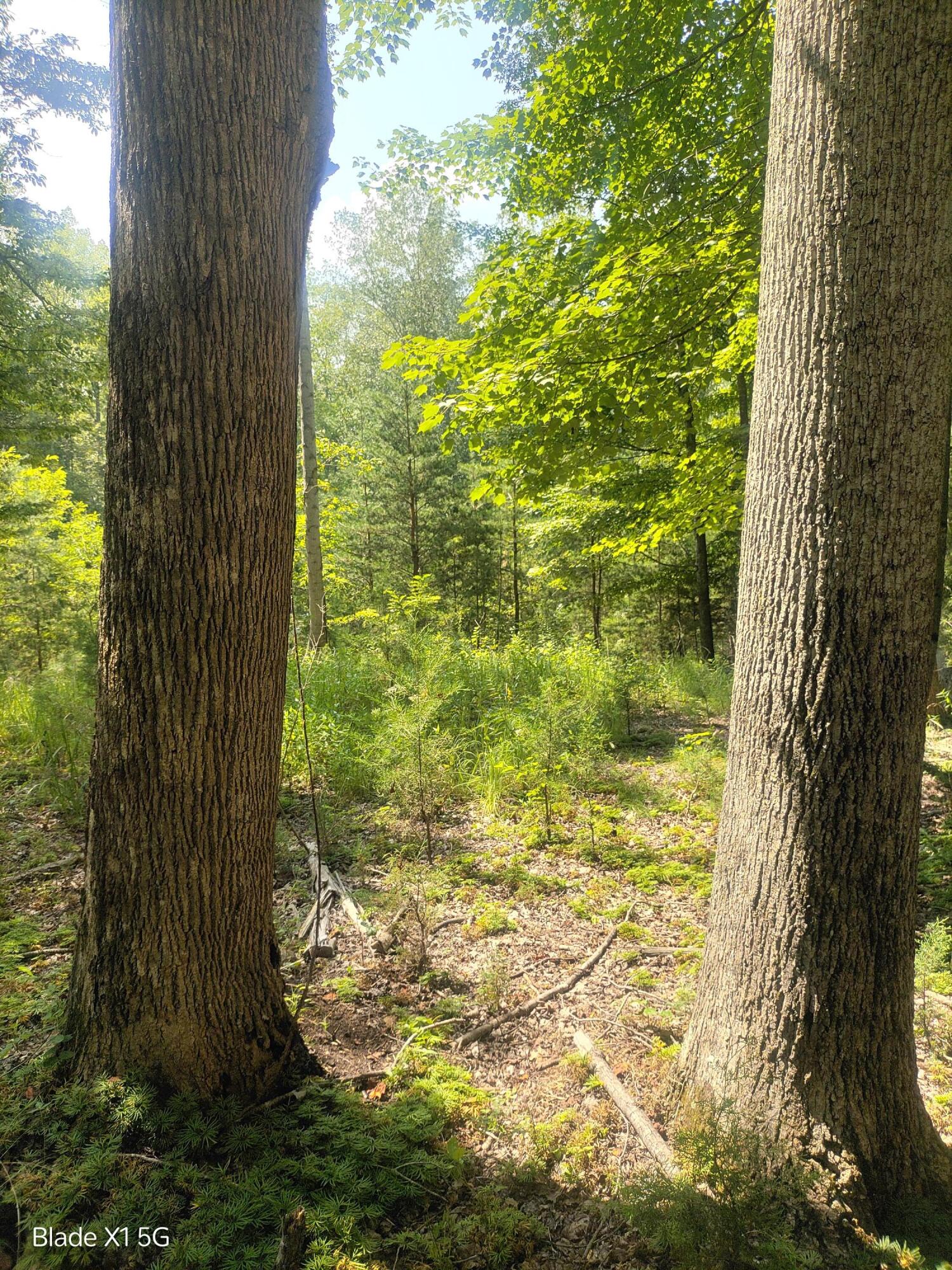 Lot 22 Jefferson Dock Road Penhook, VA 24137 - Photo 9 of 20 a view of a garden from a lake
