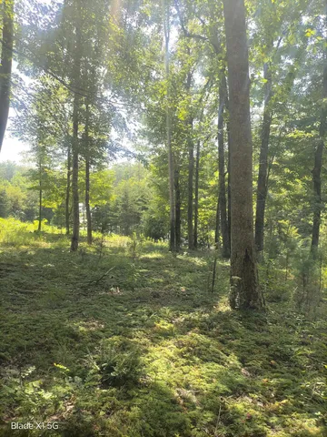 a view of a yard with a tree