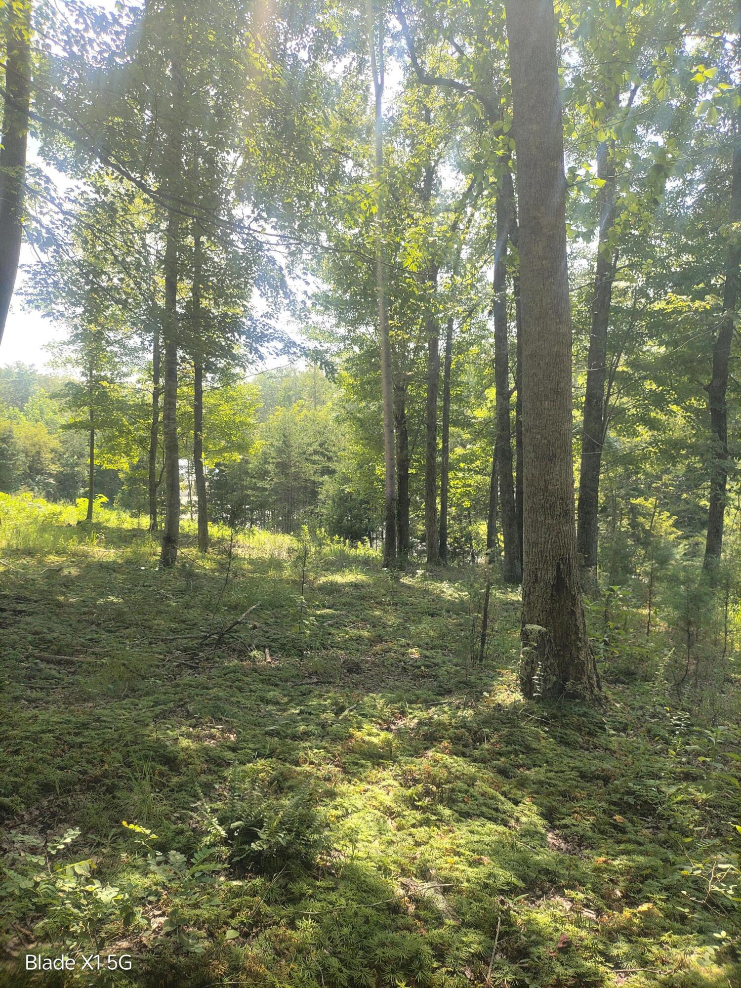 Lot 22 Jefferson Dock Road Penhook, VA 24137 - Photo 10 of 20 a view of a yard with a tree
