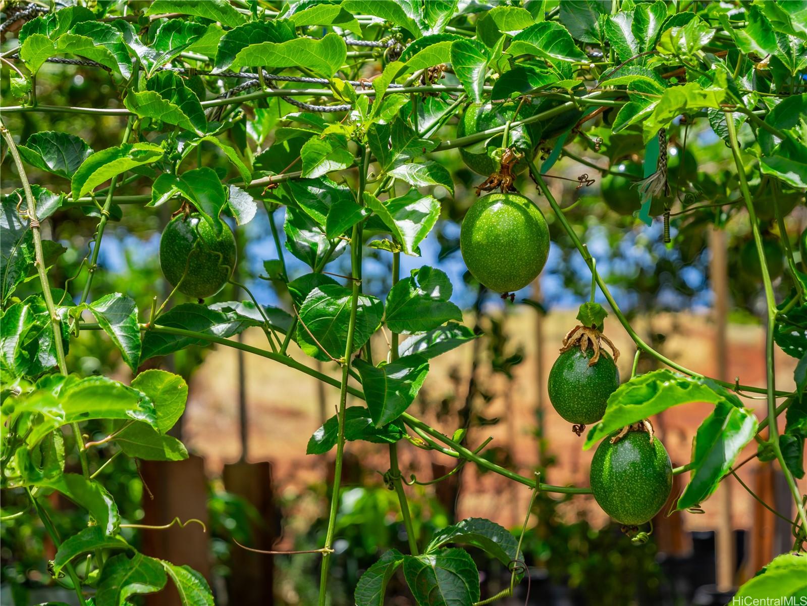 65-283 Kaukonahua Road, Unit 28 Wahiawa, HI 96786 - Photo 14 of 25 a backyard of a house