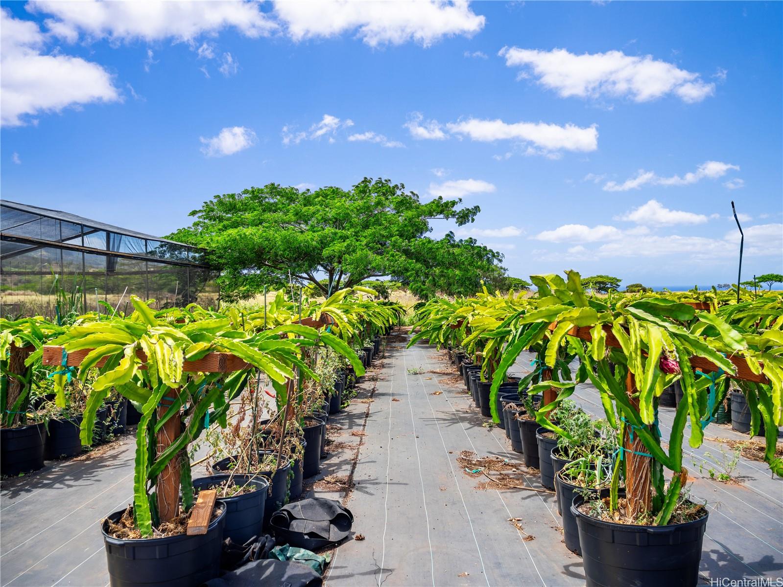65-283 Kaukonahua Road, Unit 28 Wahiawa, HI 96786 - Photo 16 of 25 a bunch of flowers outside of the house