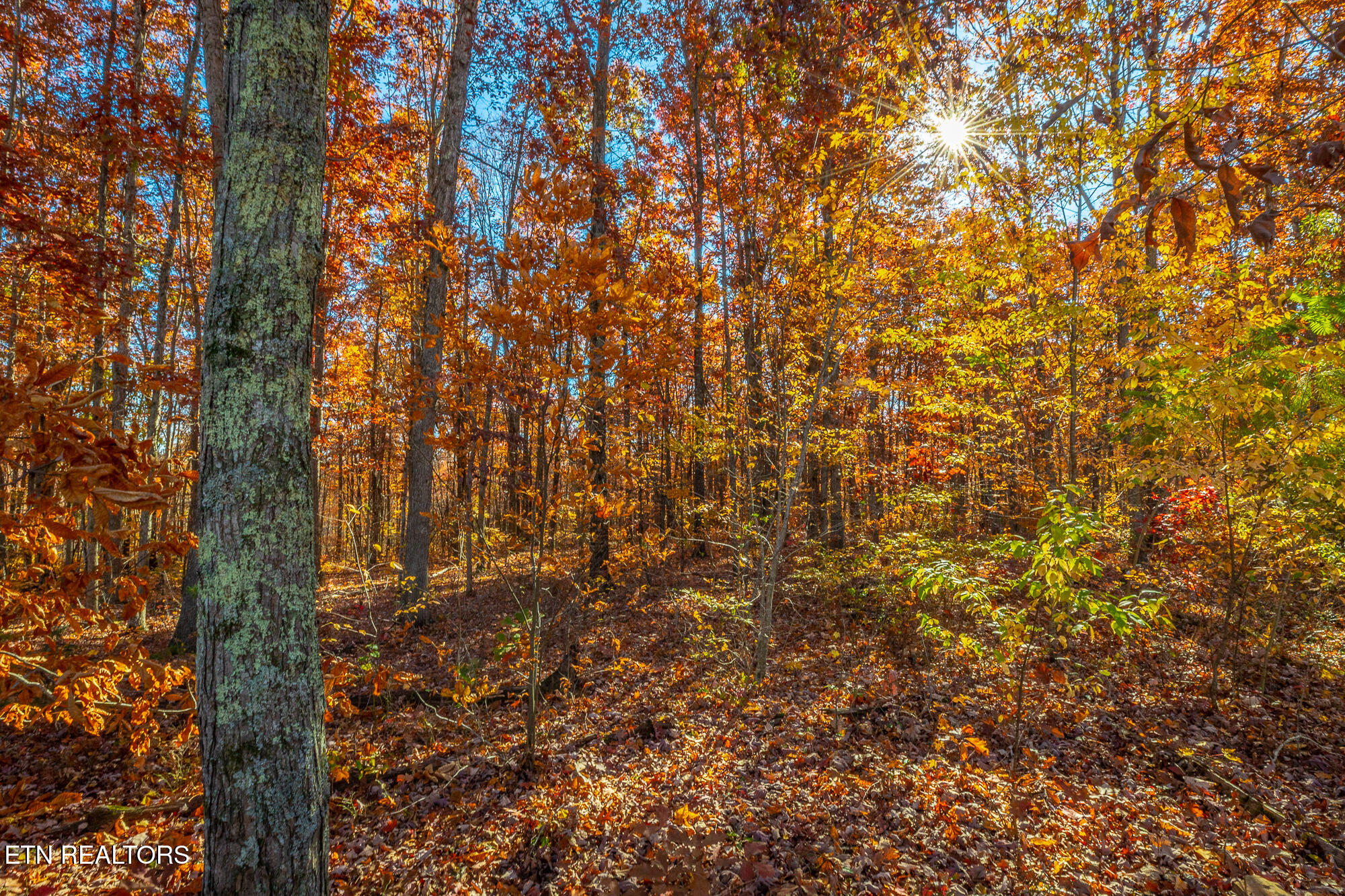 450 Hickory Road Spring City, TN 37381 - Photo 5 of 7 450 Hickory Rd. HD-26