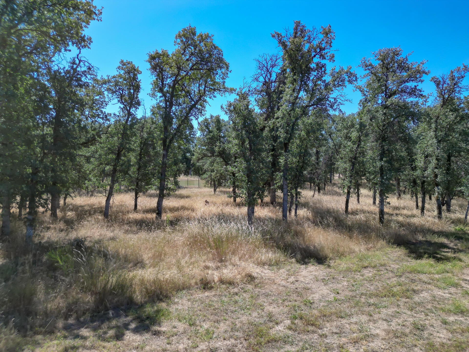 Jewell Road Cottonwood, CA 96022 - Photo 10 of 14 JewelRoadProperty-10 - Copy