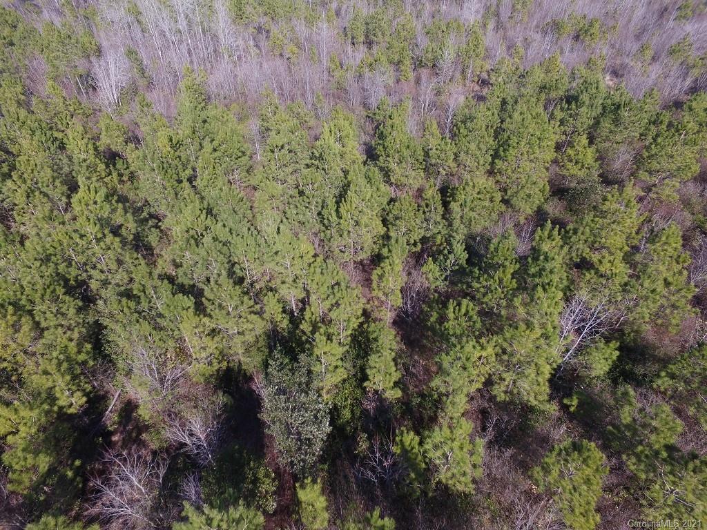 Off Off Gaddys Mill Road Rowland, NC 28383 - Photo 23 of 40 a view of a lush green forest with lots of trees