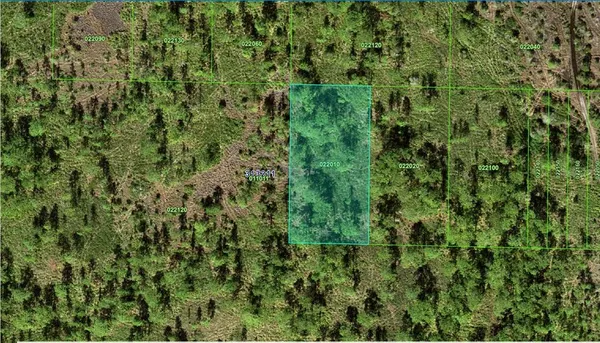 a view of a lush green forest