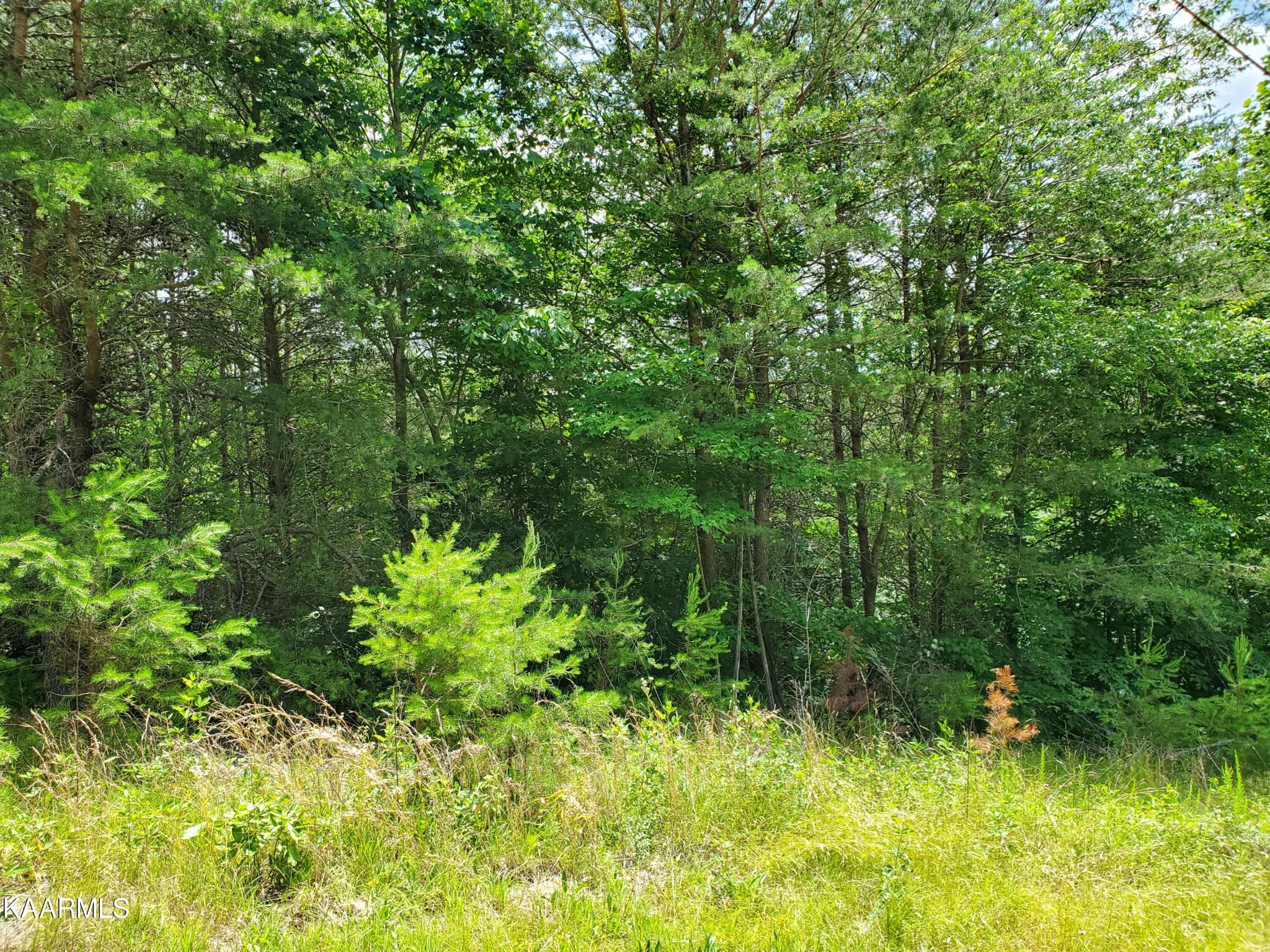 0 Lick Branch Road New Tazewell, TN 37825 - Photo 4 of 24 Gallery Image 4