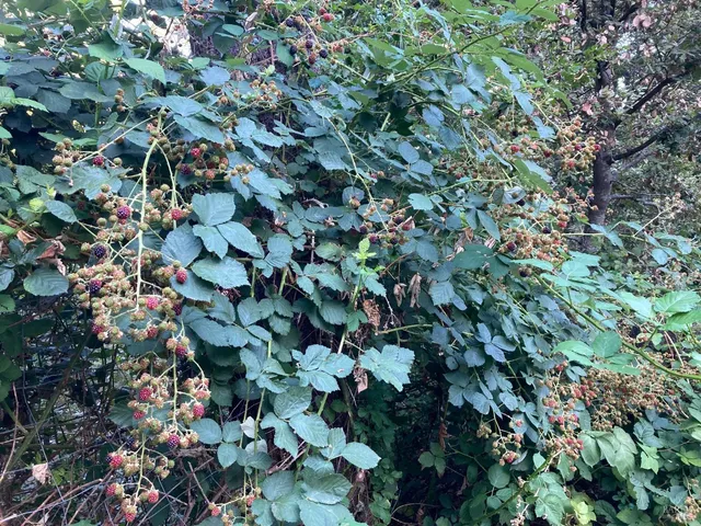 a view of flowers in bunch