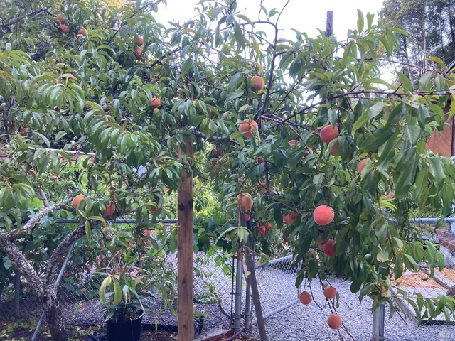 a view of a tree with a plant