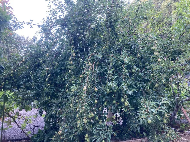 a view of a tree in a yard