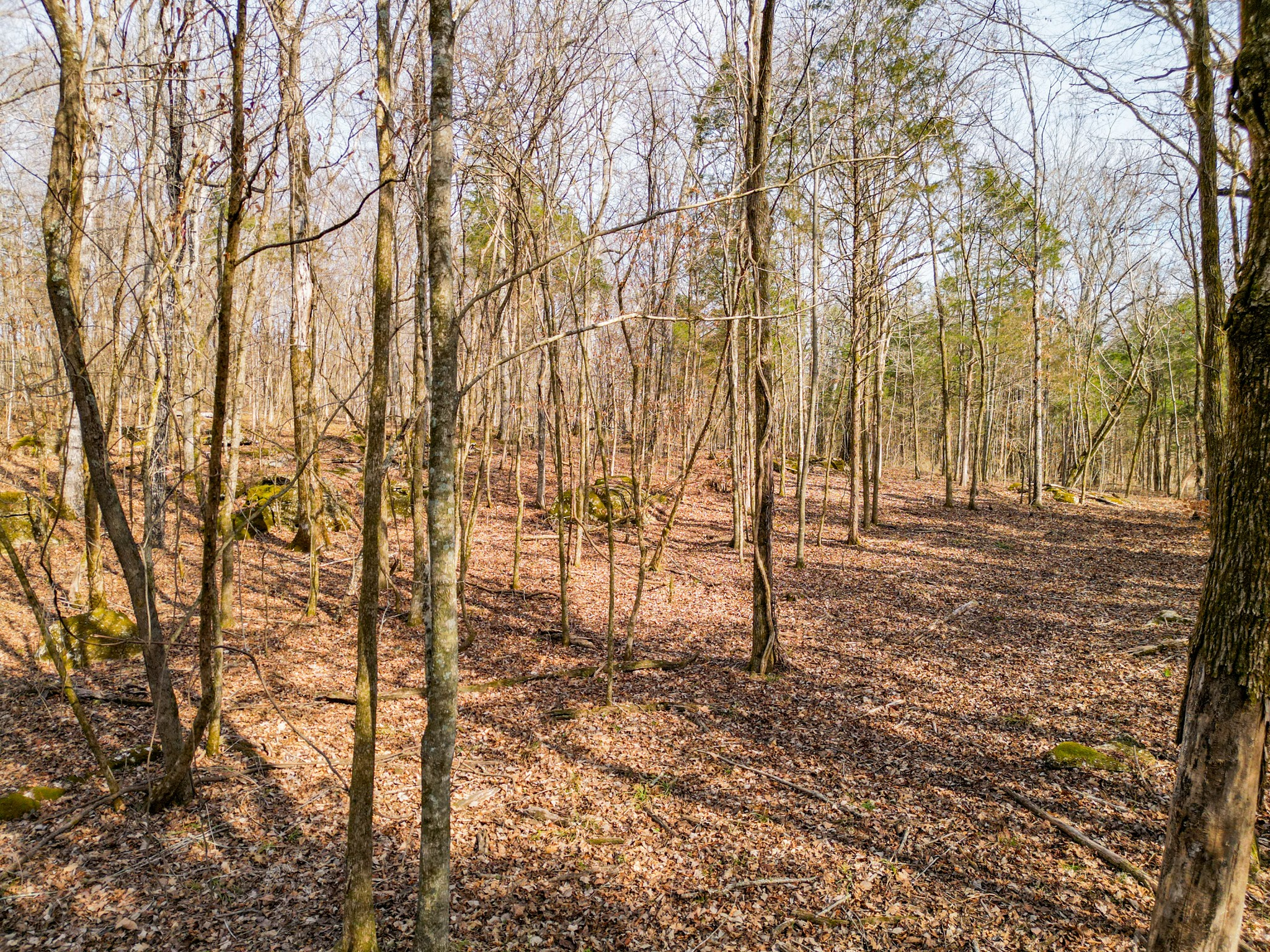 0 Scribners Mill Road Culleoka, TN 38451 - Photo 3 of 23 Gallery Image 3