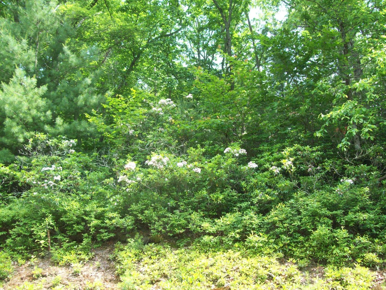 2 Laurel Hollow Road Vesuvius, VA 24483 - Photo 15 of 19 Gallery Image 15