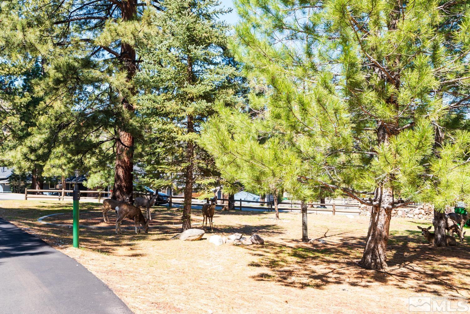 4651 Reds Grade Carson City, NV 89703 - Photo 2 of 39 a view of a yard with trees