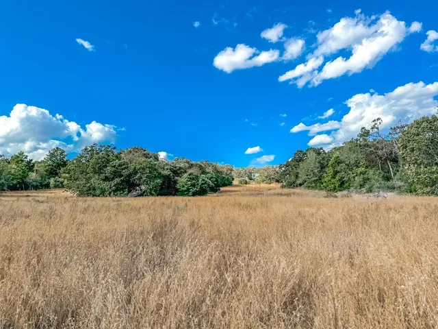 a view of a big yard with palm trees