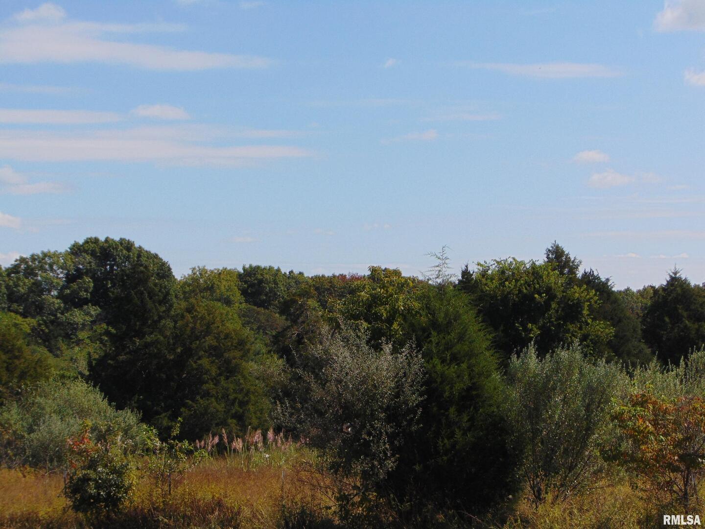 47 Wilkins Road Harrisburg, IL 62946 - Photo 4 of 12 a view of a bunch of trees in a field