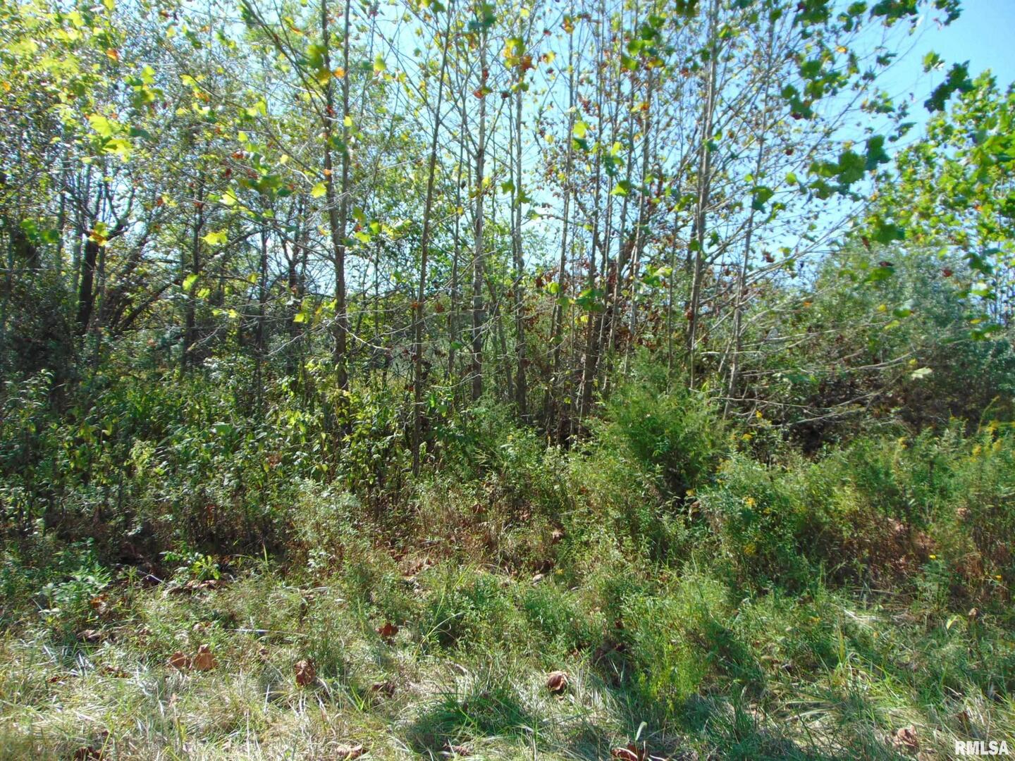 47 Wilkins Road Harrisburg, IL 62946 - Photo 6 of 12 a view of a lush green forest