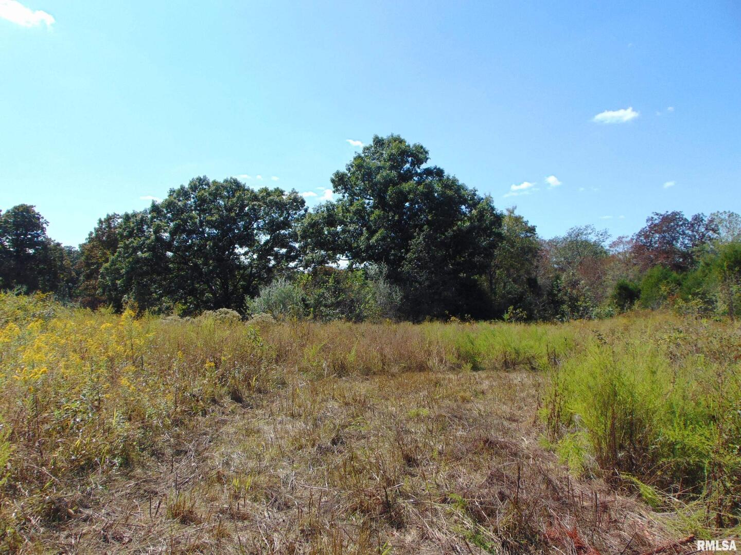 47 Wilkins Road Harrisburg, IL 62946 - Photo 7 of 12 a view of a yard with a tree