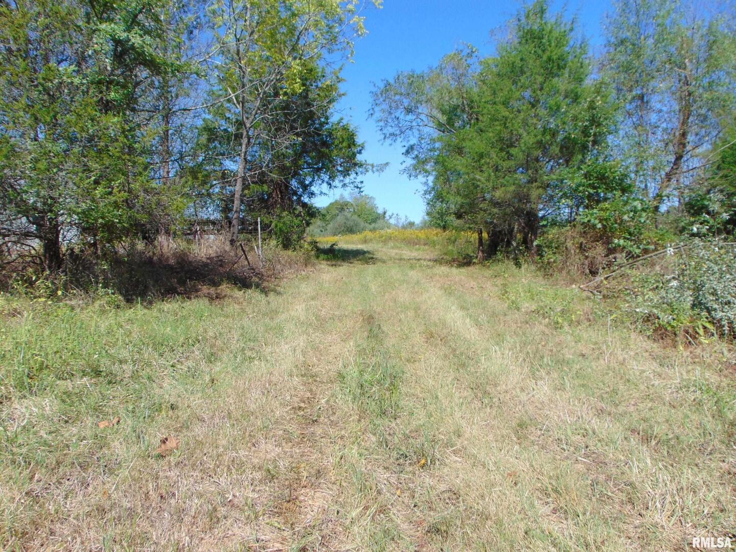 47 Wilkins Road Harrisburg, IL 62946 - Photo 8 of 12 a view of a yard with a tree