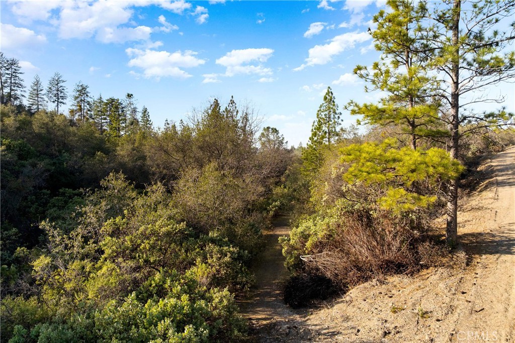 a view of a yard with trees