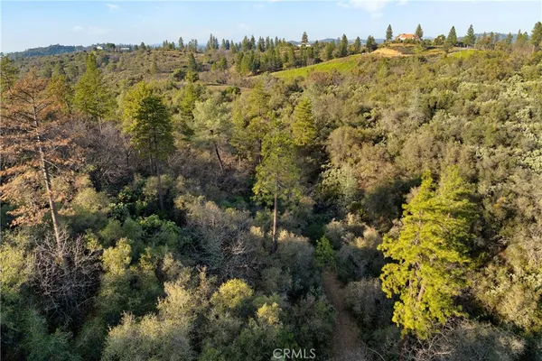 a view of a forest with trees in the background
